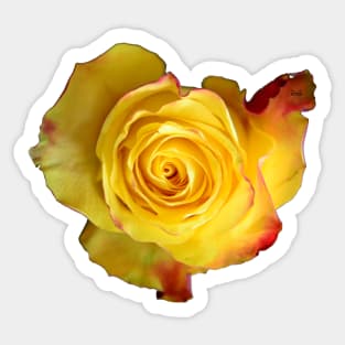 Rose yellow II / Swiss Artwork Photography Sticker